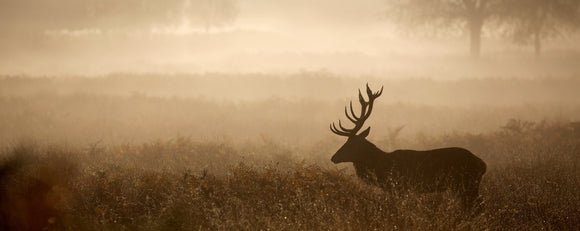 Deer Antler Velvet: Ancient Remedy for Modern Health and Wellness
