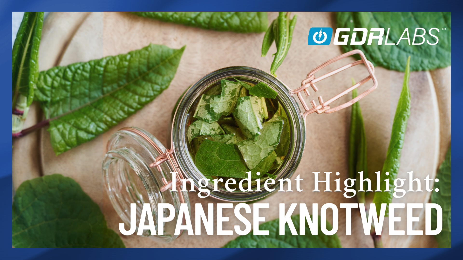 Japanese Knotweed: A Resveratrol-Rich Botanical for Cellular Health and Longevity