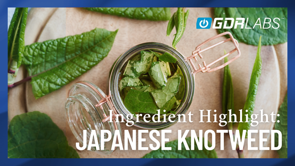 Japanese Knotweed: A Resveratrol-Rich Botanical for Cellular Health and Longevity