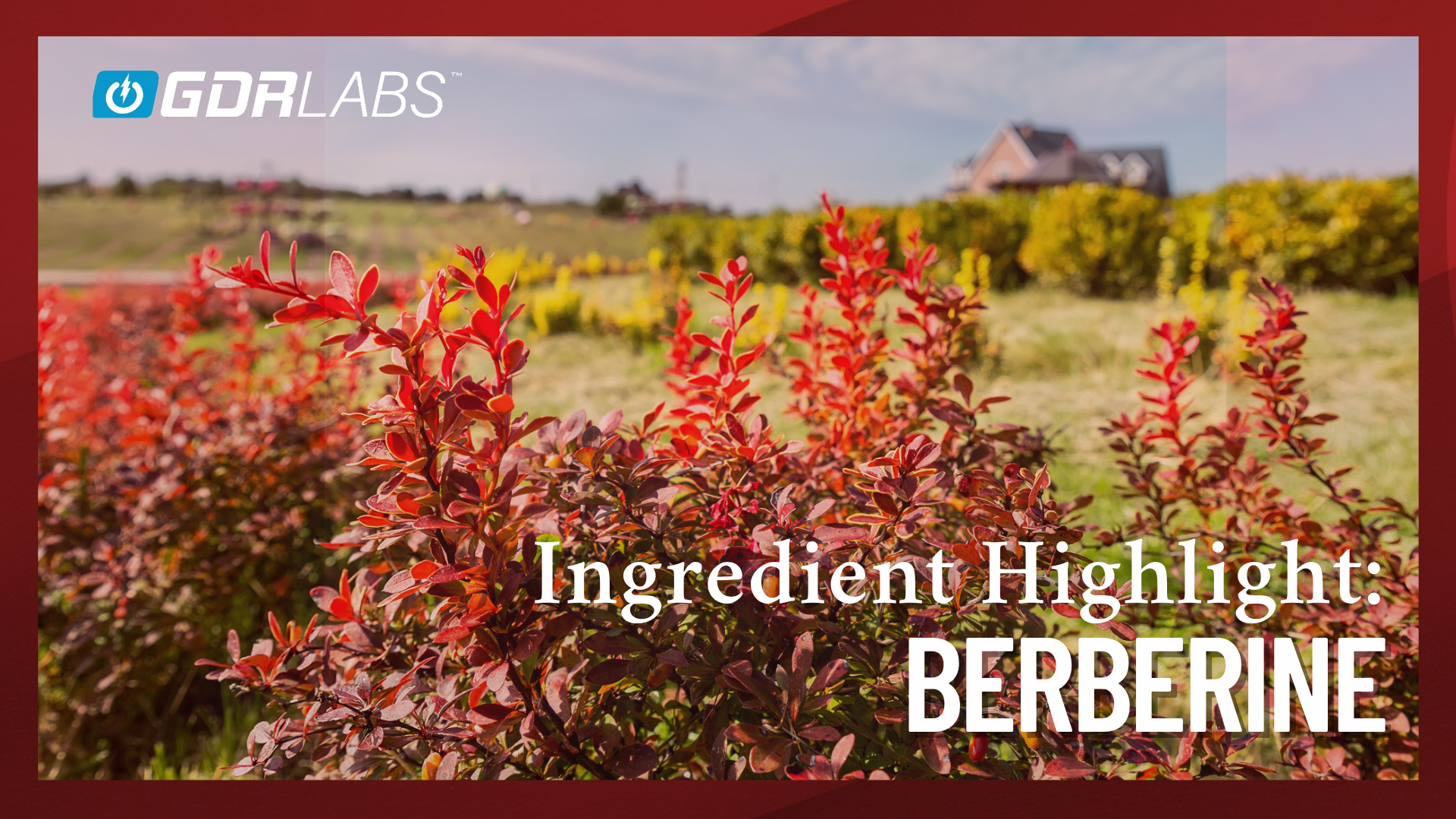 Berberine: Ancient Herbal Wisdom Meets Modern Science for Weight and Blood Sugar Support