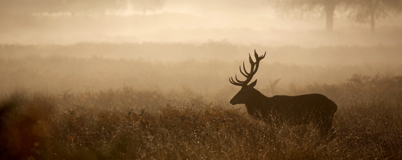 Deer Antler Velvet: Ancient Remedy for Modern Health and Wellness